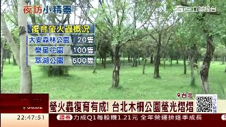 賞螢筆正夯！都市裡也能發現夜精靈