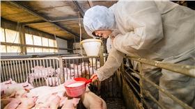 蔡英文,快樂豬（圖／翻攝自蔡英文臉書）