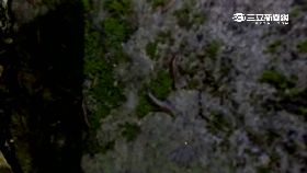 珊)花蓮五級震2400