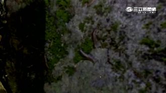 花蓮地牛翻身　北投竄出大量馬陸嚇人