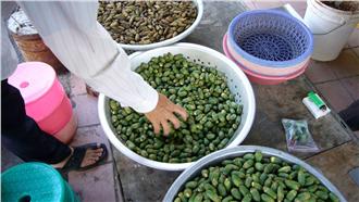 檳榔吃太多　孕婦生男機率大降4成