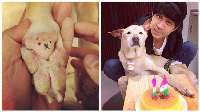 光良為愛犬腳底塗鴉　泰迪熊臉萌翻了