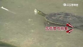 w議員搗巨蛋1800