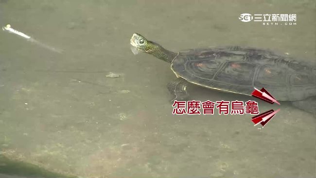 直擊大巨蛋　鳥兒築巢、烏龜水中游