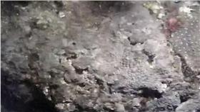 珊瑚產卵/YouTube