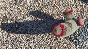 生殖器,陰莖,小弟弟▲示意圖／攝影者Michael Coghlan, flickr CC License-https://www.flickr.com/photos/mikecogh/8198548509/