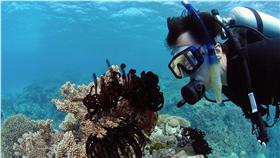 大堡礁,澳洲,Great Barrier Reef,珊瑚-圖/美聯社(16:9)