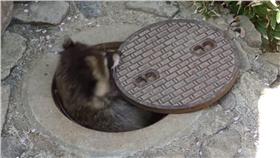 （圖／翻攝自長野市茶臼山動物園）