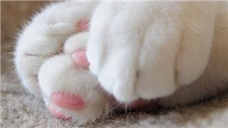 圖／今天是肉球日！軟萌腳掌好治癒～