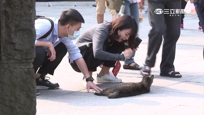 愛牠或礙牠？侯硐貓村藏生存隱憂