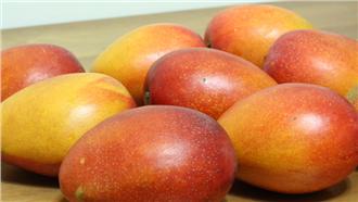 貴！芒果產量減　2顆竟要價350元