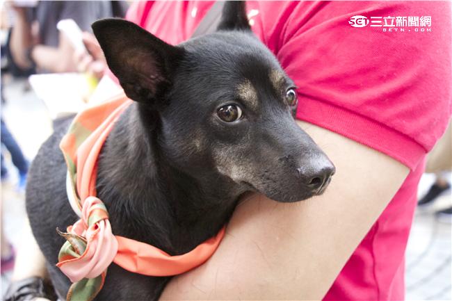 430為毛孩連署全國動保活動▲（圖／記者林顥宗攝影）