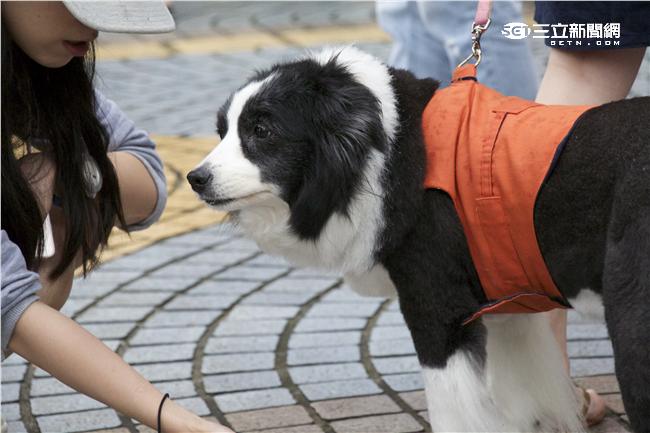 430為毛孩連署全國動保活動▲（圖／記者林顥宗攝影）