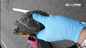 騎士急煞遭追撞　兇手竟是天外飛龜