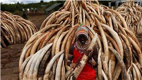 肯亞大規模焚燒象牙創紀錄 （圖／路透社／達志影像）