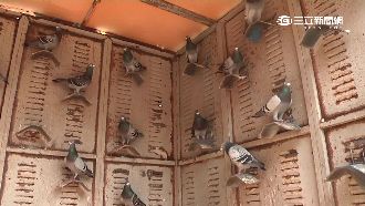 賽鴿高身價引賊偷　風雨掩護竊百萬