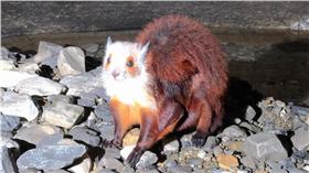 「中國第一長洞」雙河洞「飛貓」（圖／翻攝自央視新聞微博）