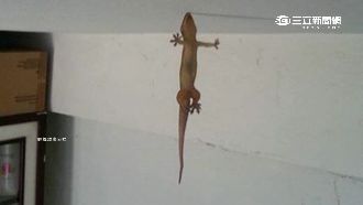 壁虎嘴上吸功了得！掛天花板懸半空