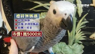 灰鸚鵡走失遭盜領　飼主尋獲怒提告
