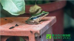 ▲台北赤蛙的消失　跟人類生存百分之百息息相關？（圖／台北市立動物園）