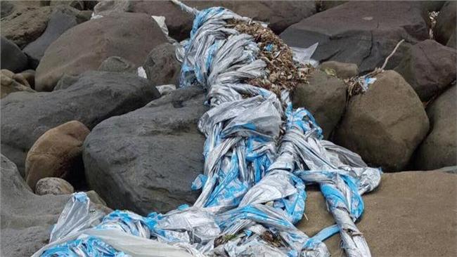 要害死多少生物？口香糖包裝入侵沙灘