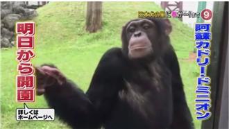 日本黑猩猩小龐傳死訊　最新畫面曝光