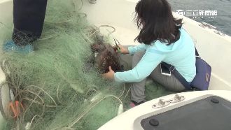 漁民濫用違規流刺網　綠蠵龜險喪命