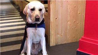 「法律保障又怎樣？」寄養家庭遭嫌惡