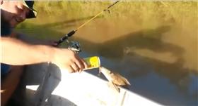 巴西喝酒魚 翻攝自 Cleber Moura YouTube
https://www.youtube.com/watch?v=G0QQjTPs1QU