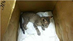 貓咪遭魚網纏住（圖／翻攝自嘉義市消防局）