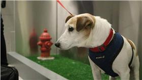 紐約甘迺迪機場第四航廈，在禁區內設立室內動物專屬廁所。（圖／翻攝自Skift網站）