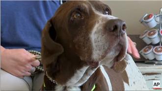 多虧寵物晶片！飼主找回10年前愛犬