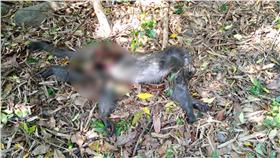 臺灣獼猴集體死亡 保育人士痛心（圖／林務局南投林區管理處提供）