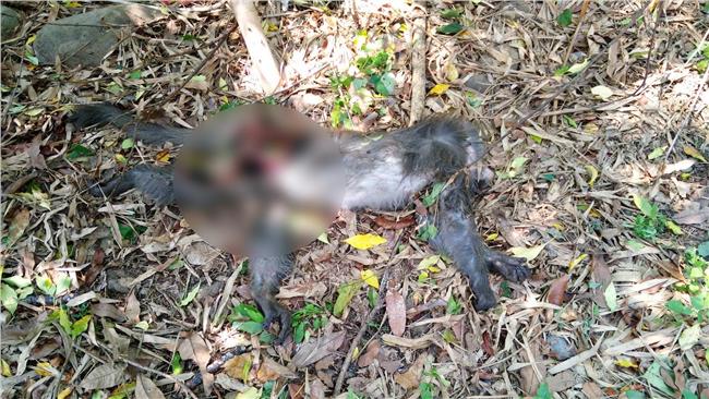 台灣獼猴屍體嚴重腐爛　疑遭集體毒殺