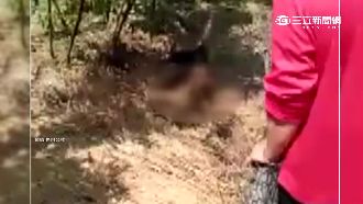 竹林怎麼一直搖　女子掙扎呻吟嚇壞人