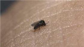 小黑蚊,台灣鋏蠓／百度