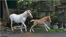 台北市立動物園,迷你馬,懷孕