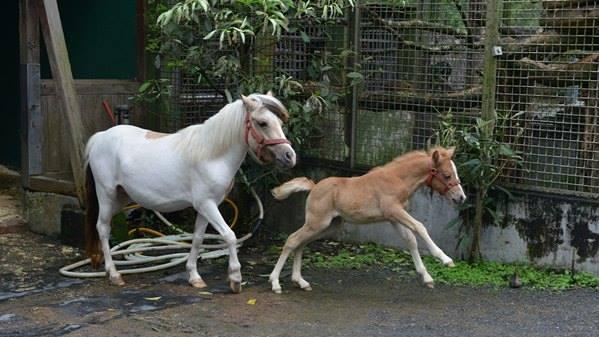 動物園迷你馬小白產女　取名白泡泡！