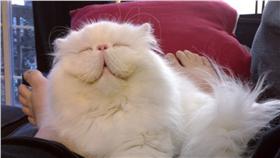 ▲圖／翻攝自INSTAGRAM：BRIMLEYCAT
