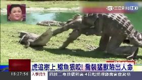 裝鱷魚險死1800