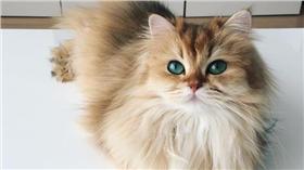 IG上空靈的金色長毛貓
https://www.instagram.com/smoothiethecat/