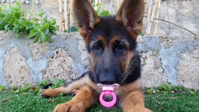 牧羊犬把自己當小嬰兒　最愛粉色奶嘴