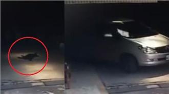 影／黑狗躺門前　慘遭駕駛數次輾壓