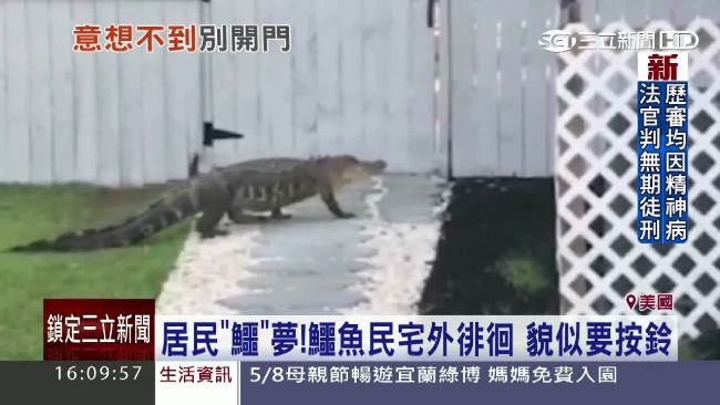 不速之客私闖民宅　竟是美國大鱷魚