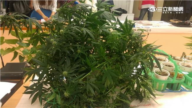 誤信外國密技　男剪枝種大麻全死光
