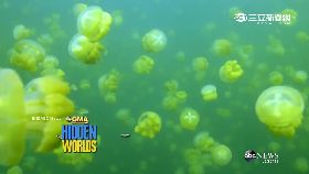 水母湖絕跡g1800