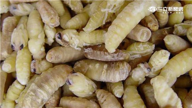 呂孫綾嗑「怪蟲」　嚇到管媽花容失色