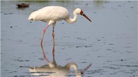 小鶴,小白鶴,金山,西伯利亞,生態,野生,候鳥,避冬,飛,滯台-翻攝自金山小白鶴臉書粉絲專頁16:9