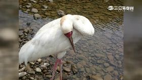 p小鶴飛不出2400