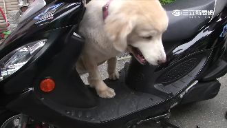 愛犬放機車腳踏墊　跳車亂竄險連環撞